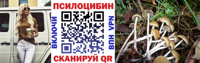 kraken зеркало  Злынка  Псилоцибиновые грибы MAGIC MUSHROOMS 